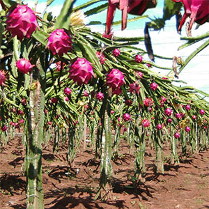 Pitaya o fruto del dragón - Tipología, plantación y cultivo