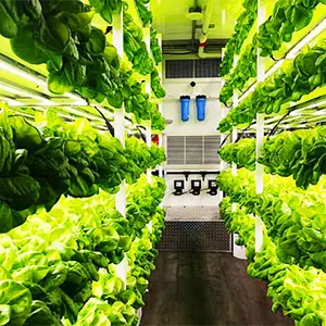 cultivar sin suelo en contenedores cultivar sin suelo