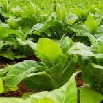 cultivo de tabaco