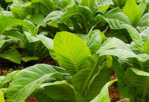 cultivo de tabaco