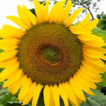 girasol