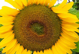 girasol