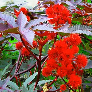 cultivo de ricino ricino