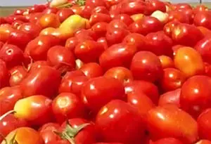 tomate para industria
