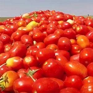 tomate para industria