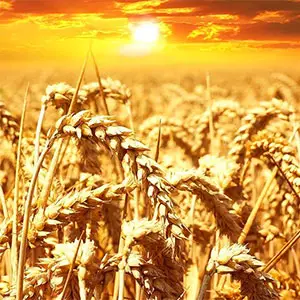 altas temperaturas y agricultura altas temperaturas