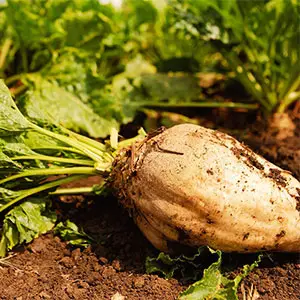 producir azúcar con remolacha