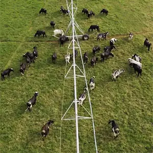 variedad de pastos para ganado los mejores pastos para ganado