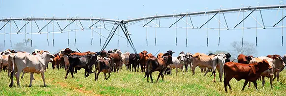 producir los mejores pastos para ganado producir los mejores pastos para ganado