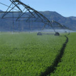 cultivo de alfalfa