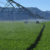 cultivo de alfalfa