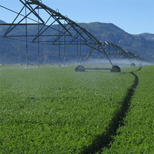 cultivo de alfalfa