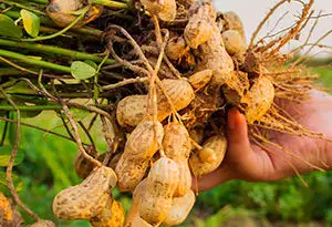 planta de cacahuete