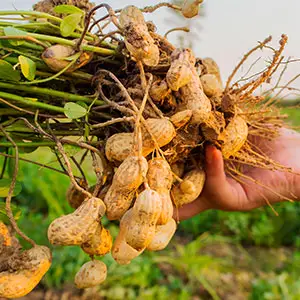 planta de cacahuete Southern Runner planta de cacahuete