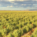 guayule