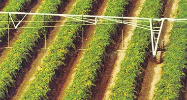 cultivo de cítricos