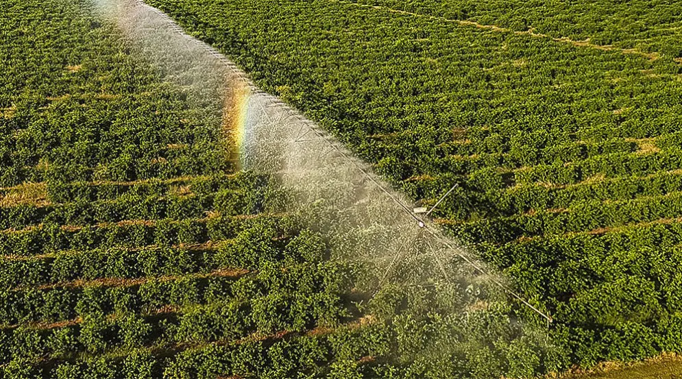cultivo de cítricos con Pivot