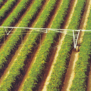cultivo de cítricos