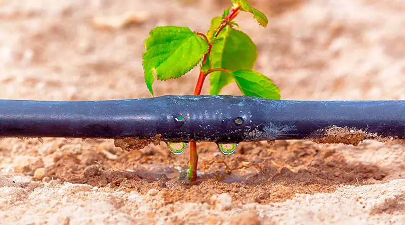 Israel riego por goteo