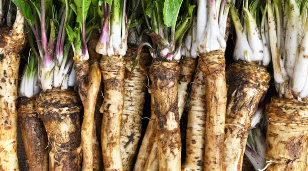 cultivo de rábano picante