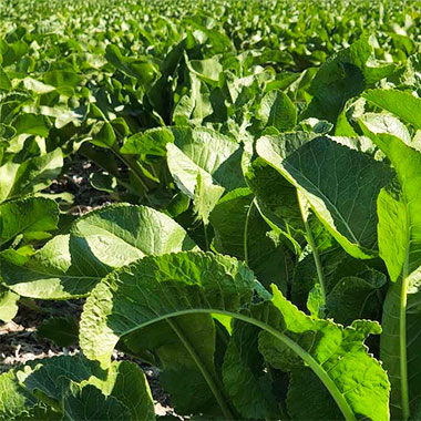 cultivo de rábano