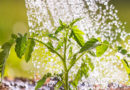 necesidades de agua de las plantas