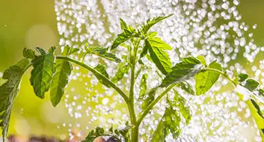 necesidades de agua de las plantas