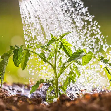 necesidades de agua de las plantas