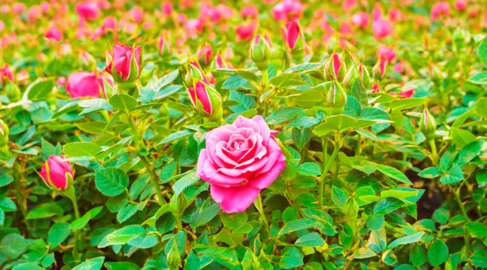 cultivo de rosas