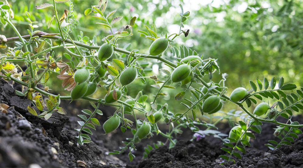 cultivo de garbanzos