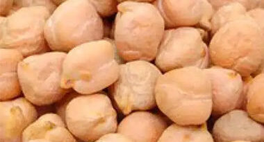 cultivo de garbanzos y variedades