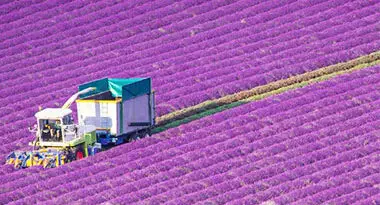 consejos para la producción de lavanda