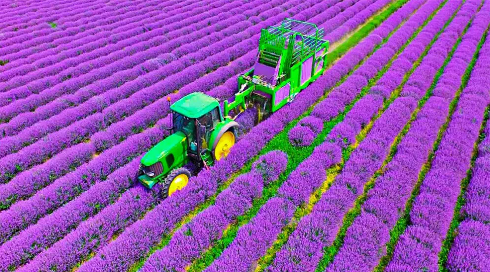 producción de lavanda