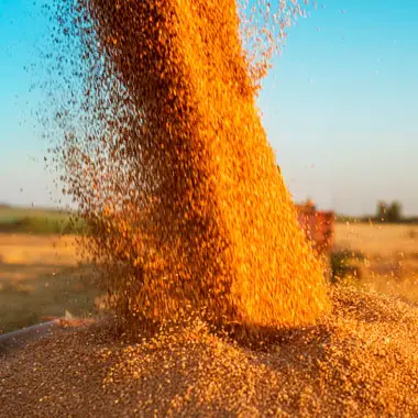 agricultura en Rusia y Ucrania