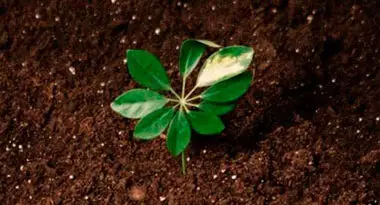 compactación del suelo de cultivo