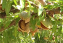 plantación de almendro