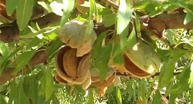 plantación de almendro