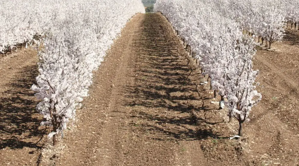 indicaciones para la plantación de almendro
