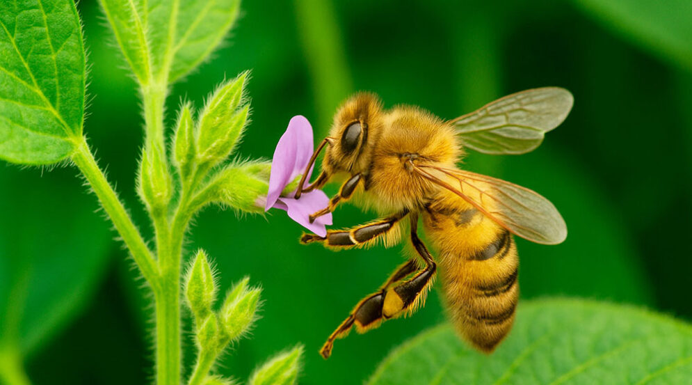 abeja o abejorro