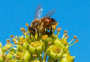 abeja o abejorro para la polinización