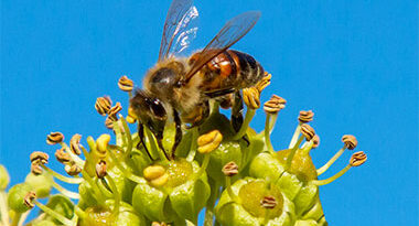 abeja o abejorro para la polinización