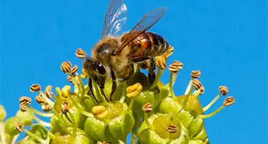 abeja o abejorro para la polinización