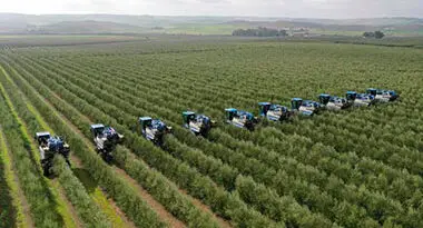 cultivo de olivos super intensivo