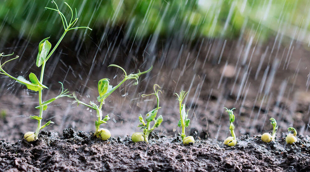 agua en las plantas