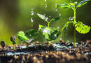 el agua en las plantas