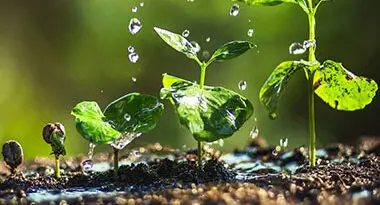 el agua en las plantas