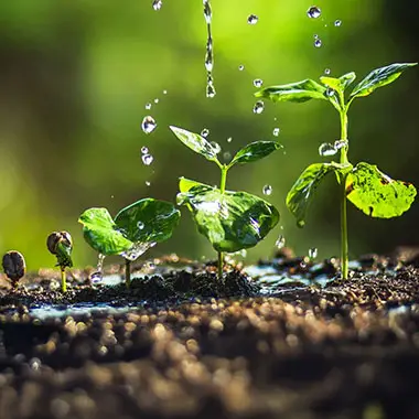 el agua en las plantas