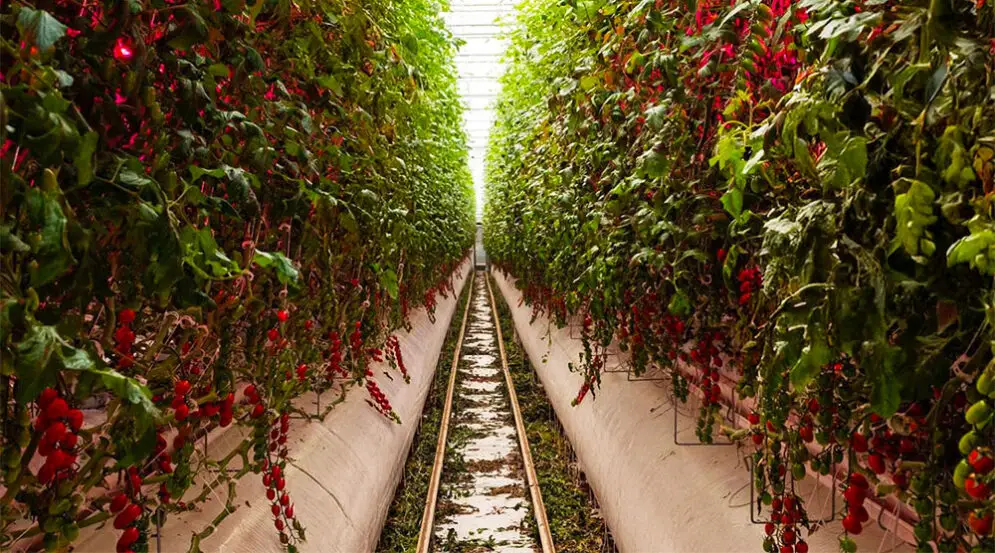 agricultura vertical