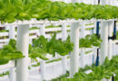 cultivo en agricultura vertical