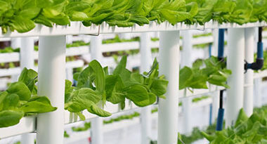 cultivo en agricultura vertical